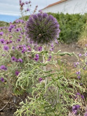 Echinops strigosus