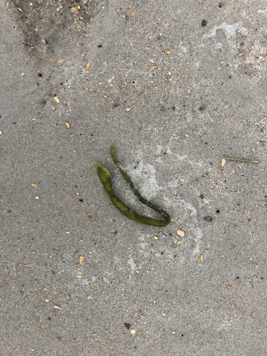 photo of Dead Man's Fingers (Codium fragile)