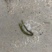 photo of Dead Man's Fingers (Codium fragile)