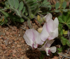 Astragalus parryi