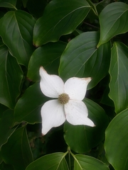 Cornus