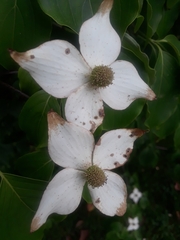 Cornus