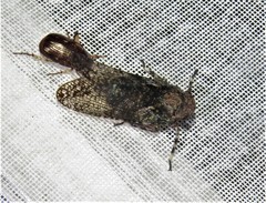 Calyptoproctina