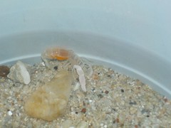 Gilvossius tyrrhenus