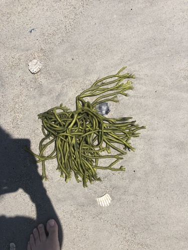 photo of Dead Man's Fingers (Codium fragile)