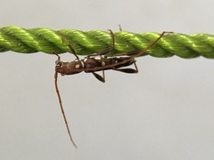 Clytocera chionospila