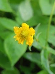 Ranunculus cassubicus