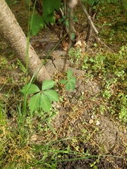 Parthenocissus quinquefolia