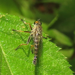 Neoitamus flavofemoratus