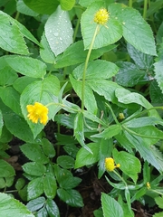 Ranunculus cassubicus