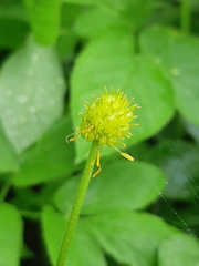 Ranunculus cassubicus