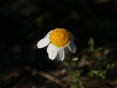 Anthemis peregrina