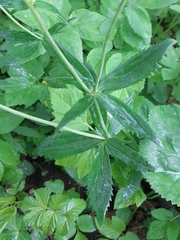 Ranunculus cassubicus