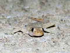 Mediodactylus kotschyi skopjensis