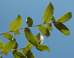 Quercus crispipilis