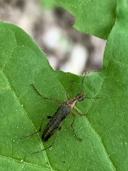 Stenotrachelidae
