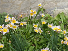 Tulipa saxatilis