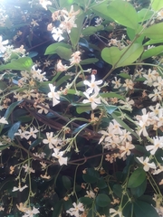 Trachelospermum jasminoides