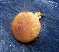 Aureoboletus roxanae
