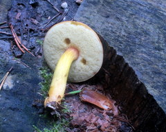 Aureoboletus roxanae