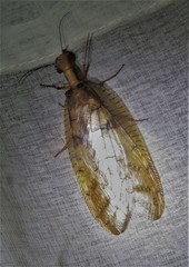 Platyneuromus reflexus