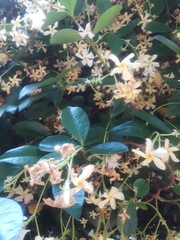 Trachelospermum jasminoides
