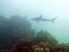 Carcharhinus obscurus