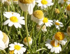 Anthemis peregrina