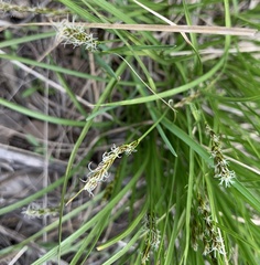 Carex petasata
