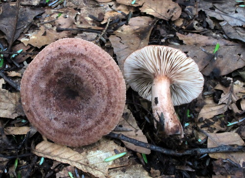 Oakbug Milkcap