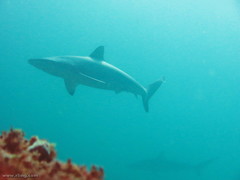 Carcharhinus obscurus