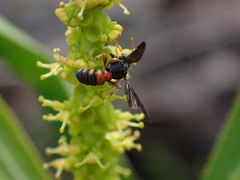 Cerceris blakei