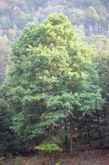 Quercus crispipilis
