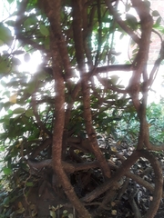 Trachelospermum jasminoides