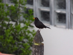 Turdus merula