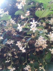 Trachelospermum jasminoides