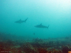 Carcharhinus obscurus