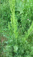 Rumex