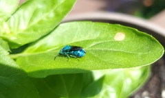 Chrysis conica