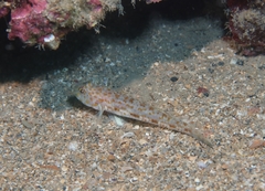 Thorogobius macrolepis