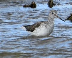 Tringa nebularia