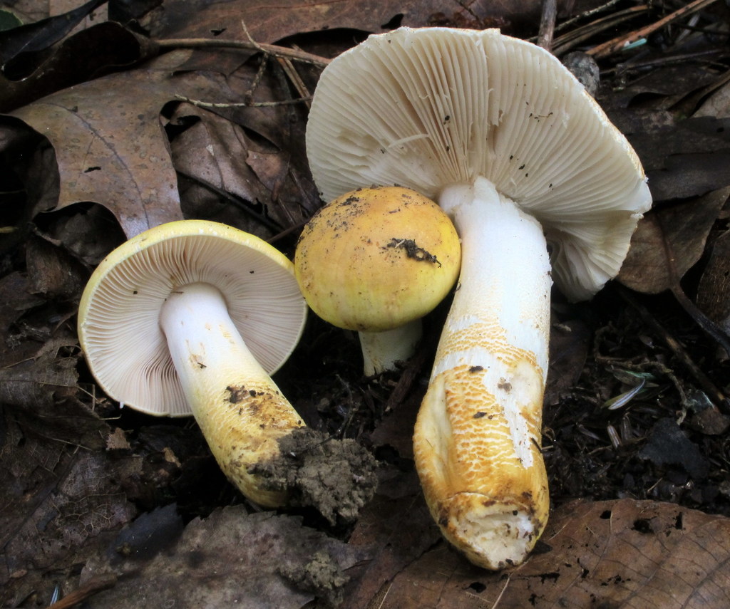 Russula ballouii