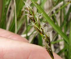 Carex petasata