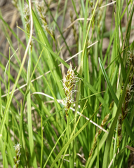 Carex petasata