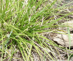 Carex petasata