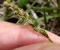 Carex petasata