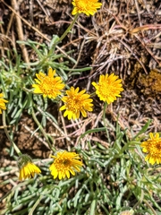 Erigeron linearis