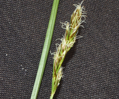 Carex petasata