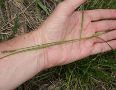 Carex petasata