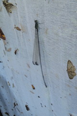 Mecistogaster modesta